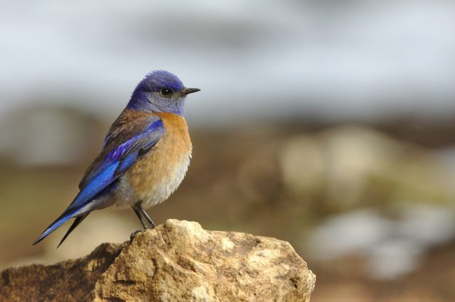 observer les oiseaux