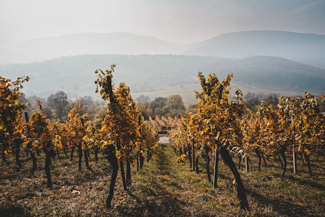 Quels trésors cachés découvrirez-vous dans les vignobles suisses?