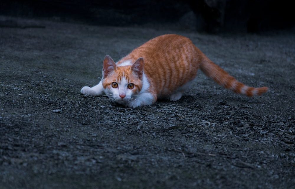 Les maladies courantes chez les chats : comprendre et prévenir