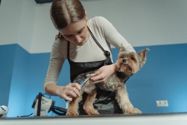 Toilettage de chien à la maison