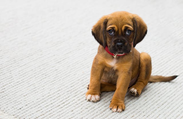 Croquettes pour chien Tout ce qu'il faut savoir pour une nutrition optimale