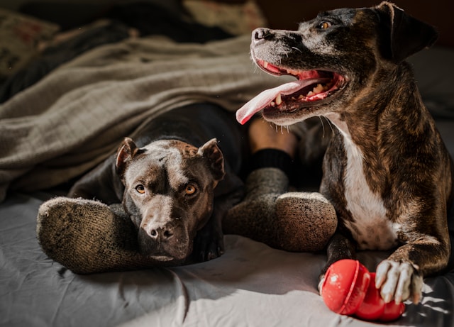 chiens protecteurs